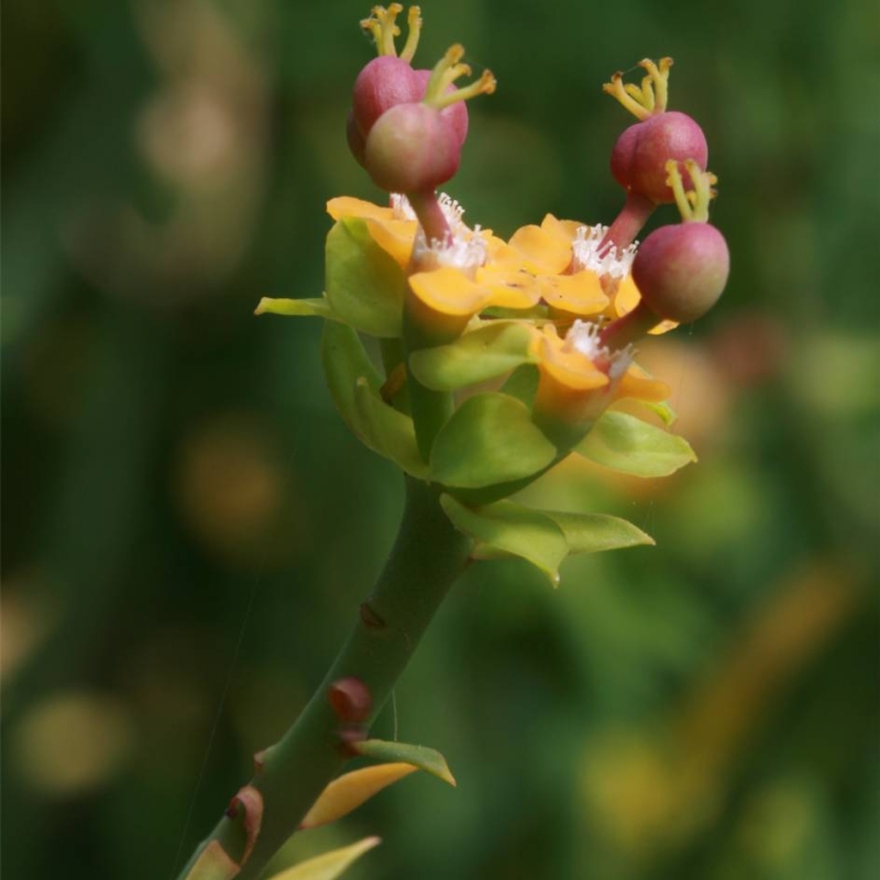 Pencil Spurge Euphorbia schimperi